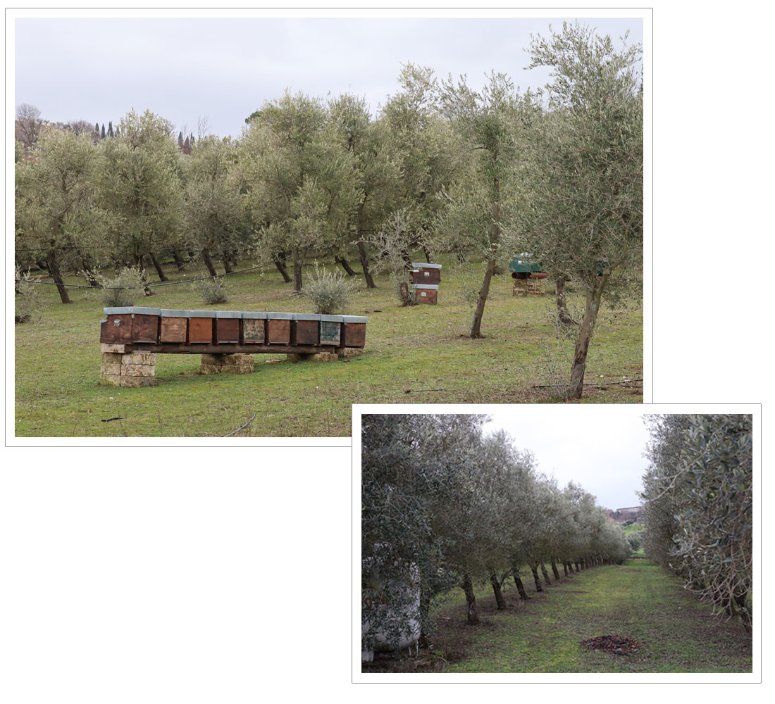 アルベロベッロ＆オリーブ農園アグリツーリズモに泊まる南イタリア横断の旅